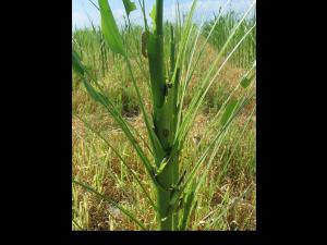 Maïs grain et fourrager - Légionnaire uniponctuée (Mythimna unipuncta)_2