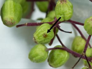 Sureaux - Neurocolpus jessiae_1