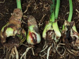 Amaryllis - Mouche des narcisses (Merodon equestris)_1
