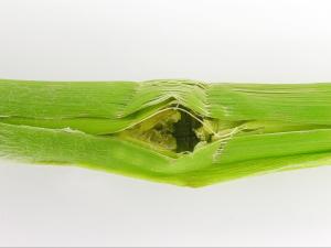 Maïs sucré - Ver de l'épi du maïs (Helicoverpa zea)_1