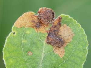 Pomme - Orcheste du pommier (Orchestes pallicornis)_2