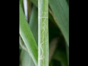 Oignon sec - Mouche mineuse américaine (Liriomyza trifolii)_2