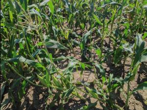 Maïs sucré - Chrysomèle des racines du maïs du nord (Diabrotica barberi)_3