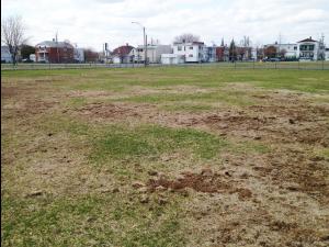 Gazons - Hanneton européen (Amphimallon majale)_1