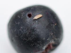 Aronie à fruits noirs - Drosophile à ailes tachetées (Drosophila suzukii)_1