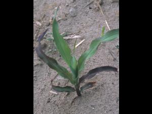 Maïs grain et fourrager - Température basse de l'air (froid)