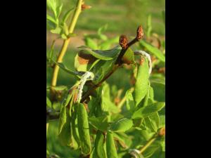Bleuet en corymbe - Excès de fertilisation