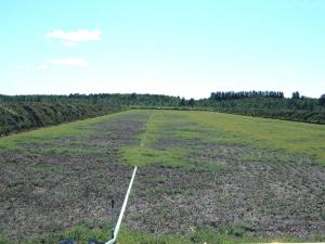 Canneberge - Gel hivernal