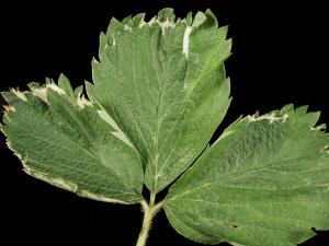 Fraise - Jaunisse de juin