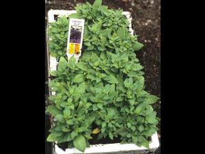 Pétunias - Polluant gazeux (Éthylène (C2H4))_1