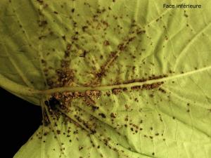 Ipomées - Intumescence (oedème)