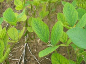 Soya - Carence en manganèse
