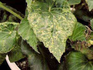 Bégonias - Virus de la tache nécrotique de l'impatiente (INSV)