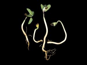 Soya - Blessure de contact par les engrais