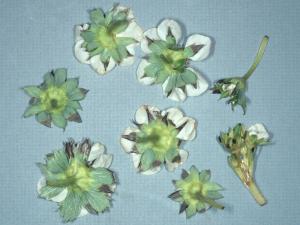 Fraise - Brûlure de la pointe ou nécrose marginale_5