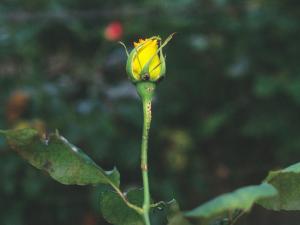 Rosiers - Polluant gazeux (Éthylène (C2H4))_1