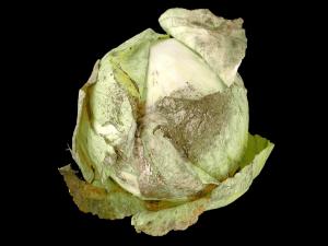 Chou pommé - Gel automnal et eau froide et persistante