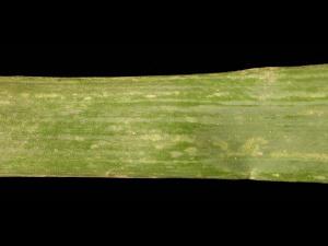 Oignon sec - Intumescence (oedème)