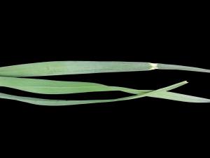 Poireau - Gel printanier et écarts de température (jour/nuit)