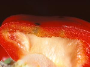 Poivron - Tache amère