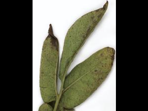 Pomme de terre - Polluant gazeux