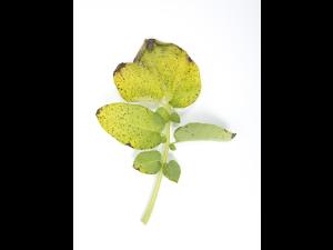 Pomme de terre - Polluant gazeux