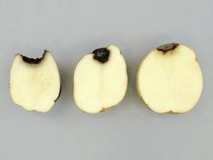 Pomme de terre - Pourriture gélatineuse