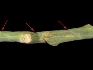 Tomate - Blessure mécanique