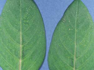 Cuphéas - Intumescence (oedème)