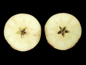 Pomme - Brunissement vasculaire