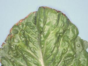 Laitues - Excès/Toxicité en bore