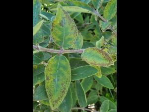 Camerise - Carence en potassium