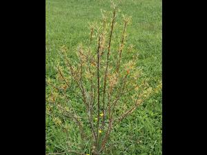 Argousier - Carence en azote