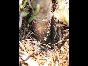 Argousier - Mauvaises conditions de plantation