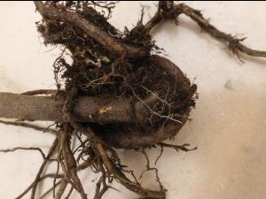 Argousier - Mauvaises conditions de plantation