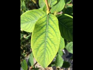 Camerise - Carence en manganèse