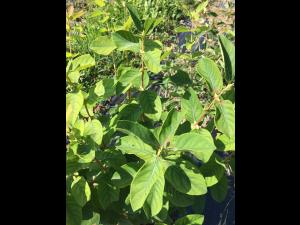 Camerise - Carence en manganèse