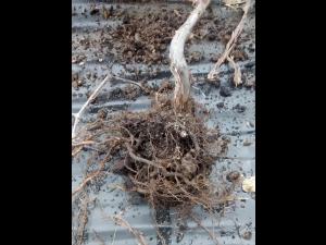 Camerise - Salinité élevée