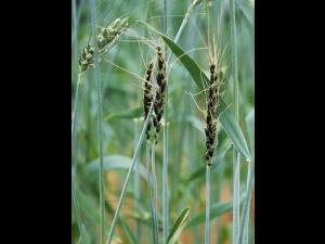 Blé - Charbon nu (Ustilago tritici)_2