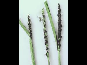 Blé - Charbon nu (Ustilago tritici)_4