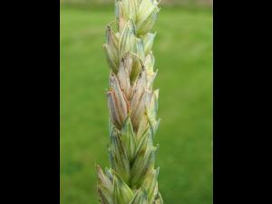 Blé - Fusariose de l'épi (Fusarium graminearum)_7