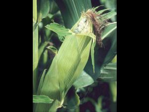 Maïs grain et fourrager - Charbon commun (Ustilago maydis)_3