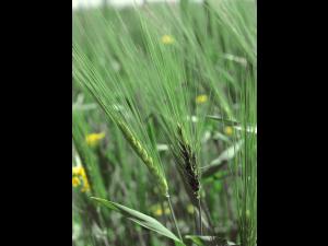 Orge - Charbon nu (Ustilago nuda)