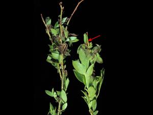 Bleuet en corymbe - Pourriture sclérotique (Monilinia vaccinii-corymbosi)