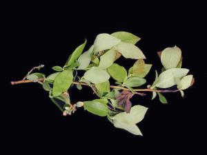 Bleuet en corymbe - Pourriture sclérotique (Monilinia vaccinii-corymbosi)