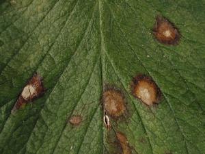 Fraise - Tache commune (Ramularia brunnea)