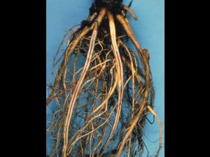 Fraise - Stèle rouge (Phytophthora fragariae var. fragariae)