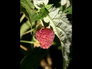 Framboise - Rouille jaune tardive (Pucciniastrum americanum)