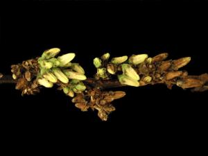 Bleuet en corymbe - Pourriture sclérotique (Monilinia vaccinii-corymbosi)