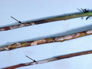 Bleuet en corymbe - Chancre à Fusicoccum (Godronia cassandrae)